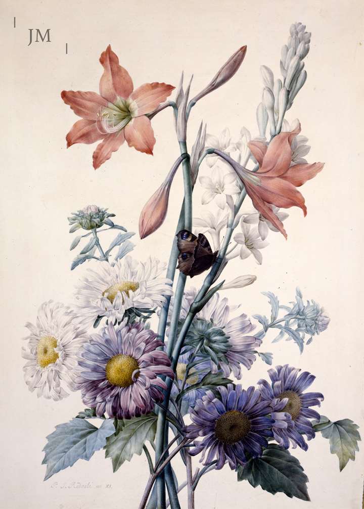 Amaryllis, Marguerites, Tuber Rose